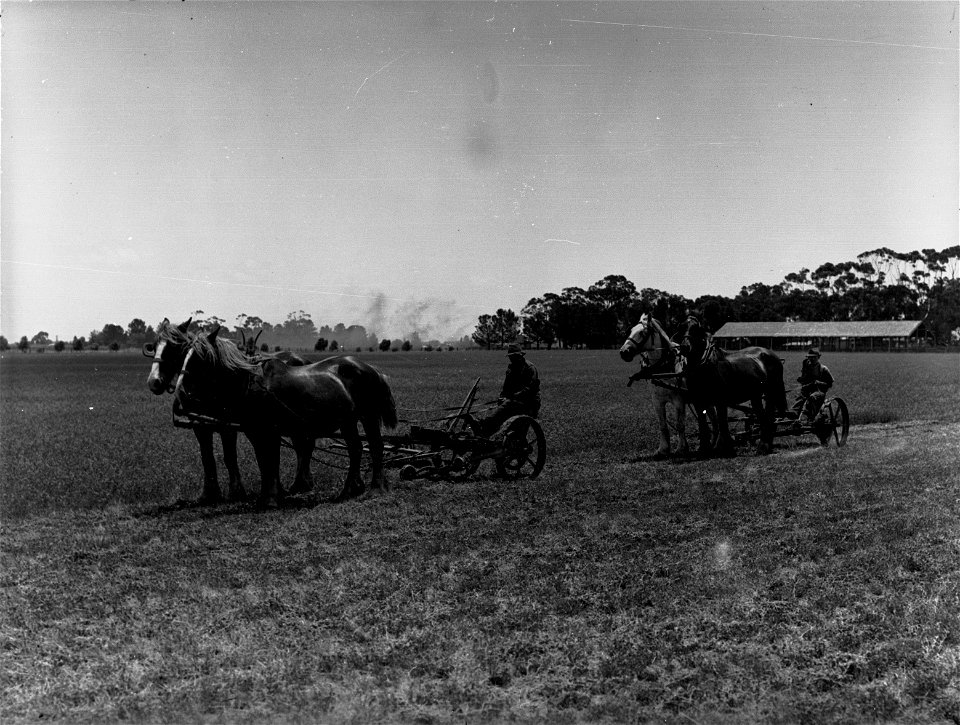 Mowers for Lucerne Cutting at Virginia