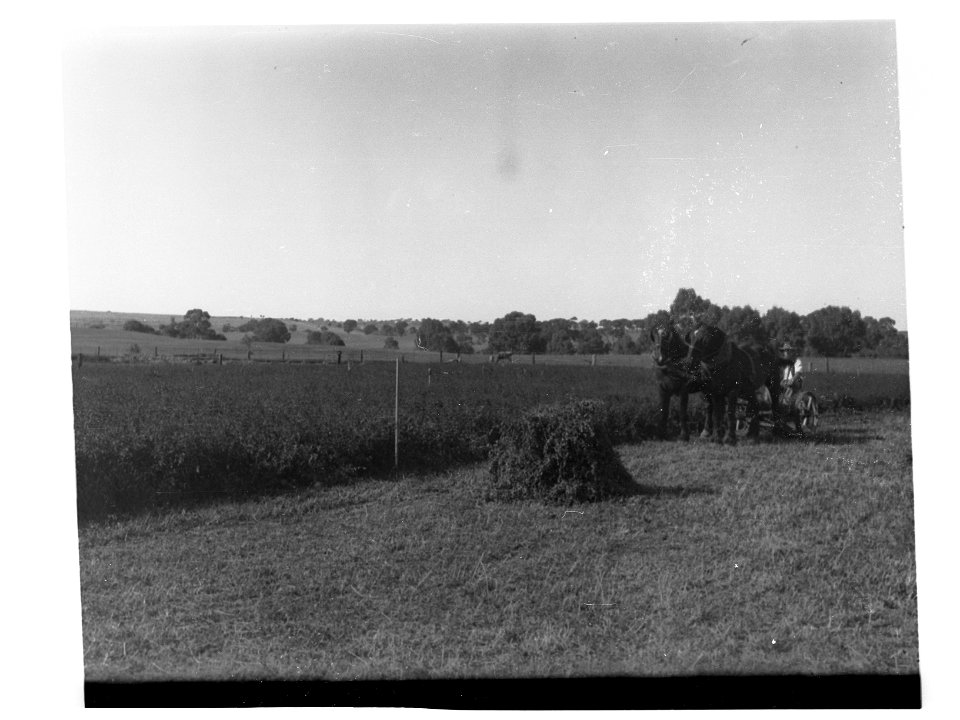 Turretfield, Government Stud Farm - Growing Lucerne