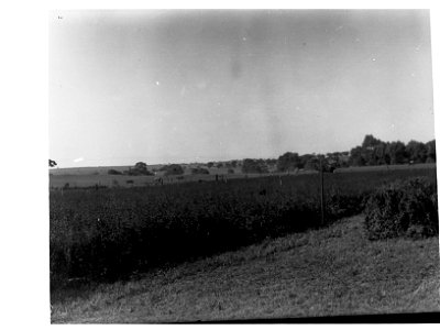 Turretfield, Government Stud Farm - Growing Lucerne photo