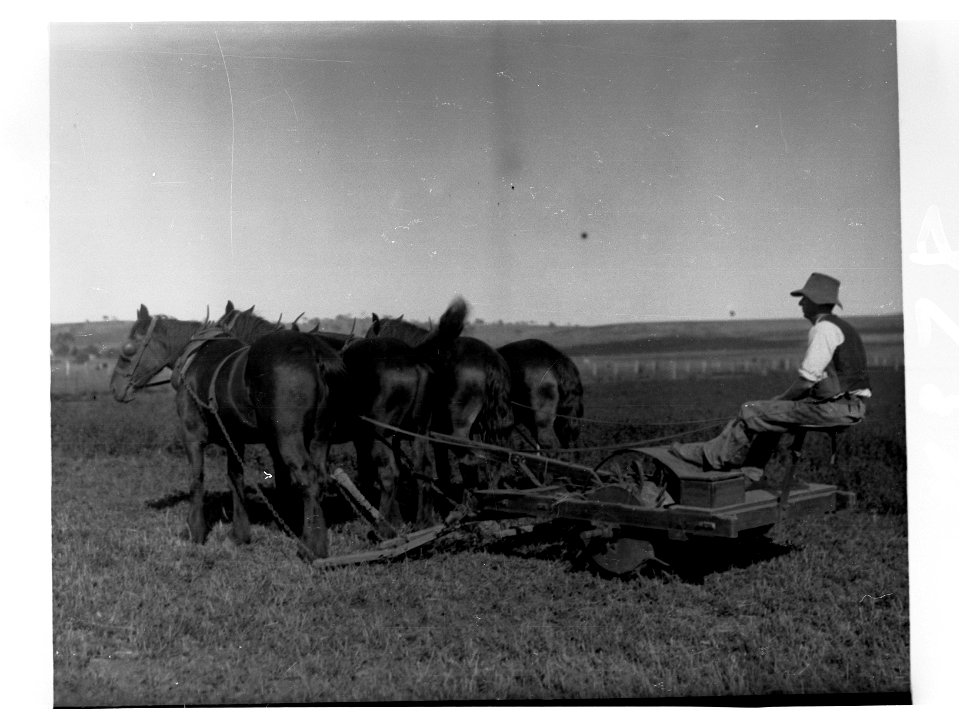 Turretfield, Government Stud Farm - Rolling Lucerne