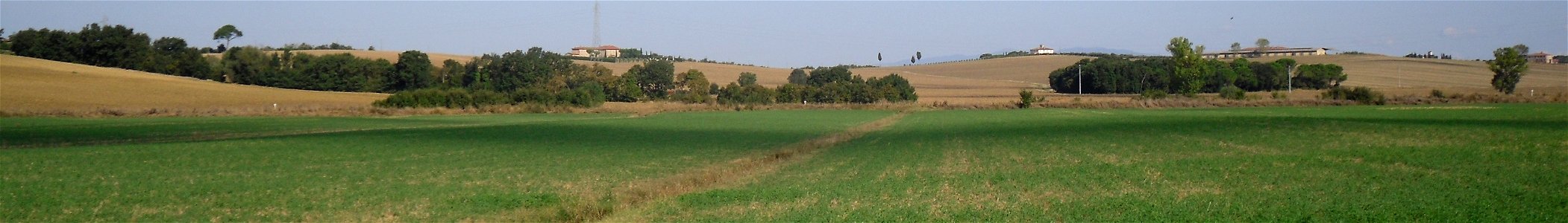 Alfalfa (medicago sativa) field near Brolio in Val di Chiana, Tuscany, Italy. photo