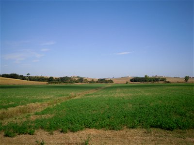 Alfalfa (medicago sativa) field near Brolio in Val di Chiana, Tuscany, Italy. photo