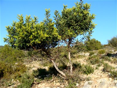 Algarrobo joven usado como forraje por un rebaño de cabras que usan las riberas del río Magro como cañada. Llombay, provincia de Valencia
