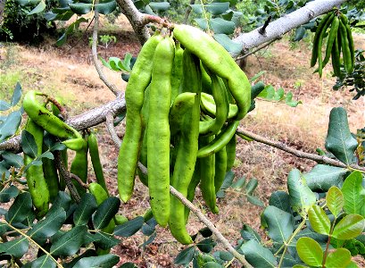 Unripe carob pods in Soller, Majorca, Spain. 

These Ceratonia siliqua legume pods, photographed in mid-June, are about 6 inches (15 cm) long.