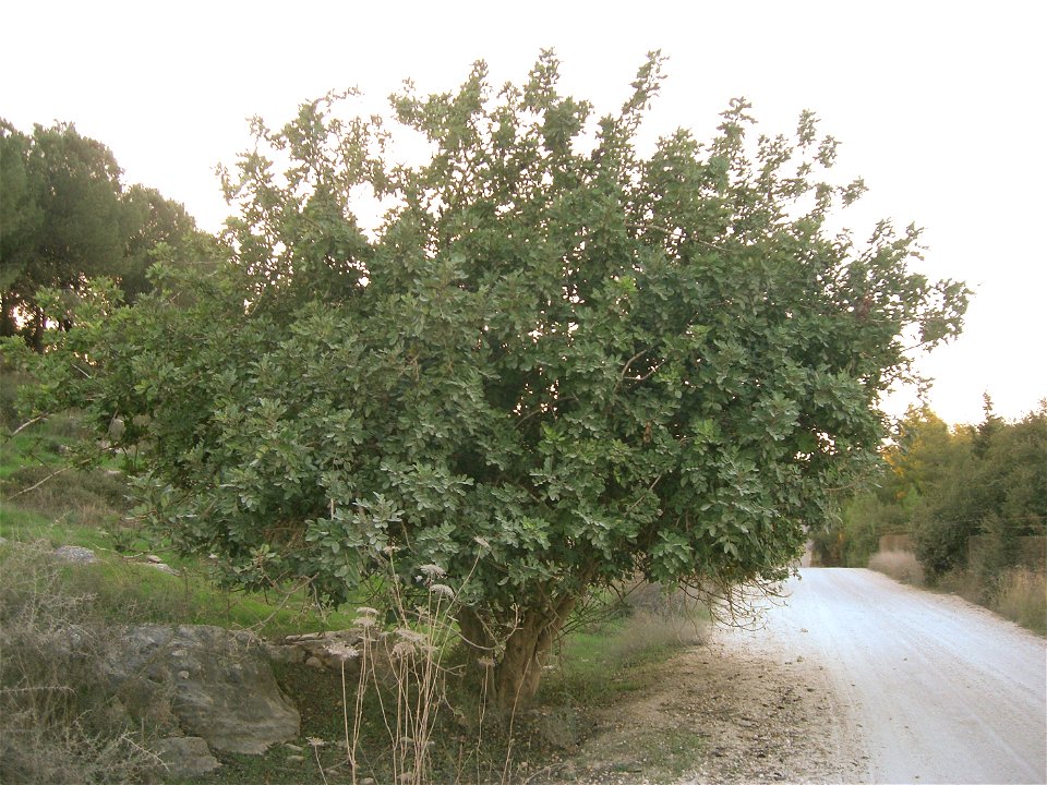 Carob tree, Ben Shemen forest, Israel, November 2006

 A szentjánoskenyérfa (Ceratonia siliqua) a hüvelyesek rendjébe, a pillangósvirágúak családjába tartozó fás szárú  Kétlaki növényfaj.