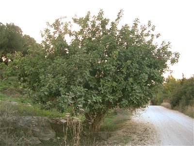 Carob tree, Ben Shemen forest, Israel, November 2006 A szentjánoskenyérfa (Ceratonia siliqua) a hüvelyesek rendjébe, a pillangósvirágúak családjába tartozó fás szárú Kétlaki növényfaj. photo