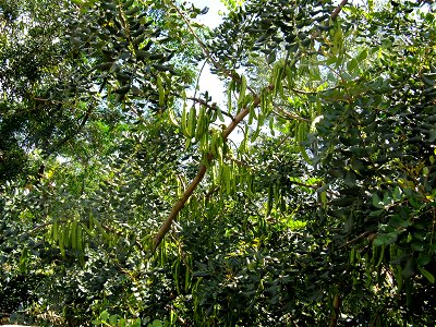 Carob tree with unripe pods in Soller, Majorca, Spain.  Photographed in mid-June. 

 A szentjánoskenyérfa (Ceratonia siliqua) a hüvelyesek rendjébe, a pillangósvirágúak családjába tartozó fás szárú  K