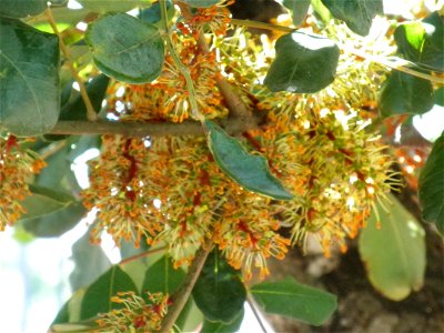 Ceratonia siliqua flowers close up, Parque El Pilar de Ciudad Real, Spain