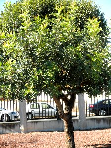Ceratonia siliqua habit, Parque El Pilar de Ciudad Real, Spain