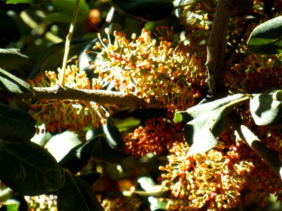 Ceratonia siliqua flowers close up, Parque El Pilar de Ciudad Real, Spain