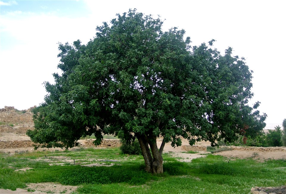 Ceratonia siliqua at the Shivta archaeological site, southern Israel.
