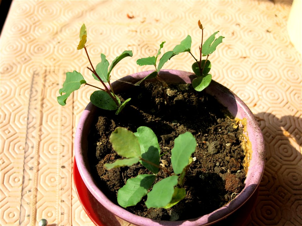 Seedlings of carob (Ceratonia siliqua). 3 months old.