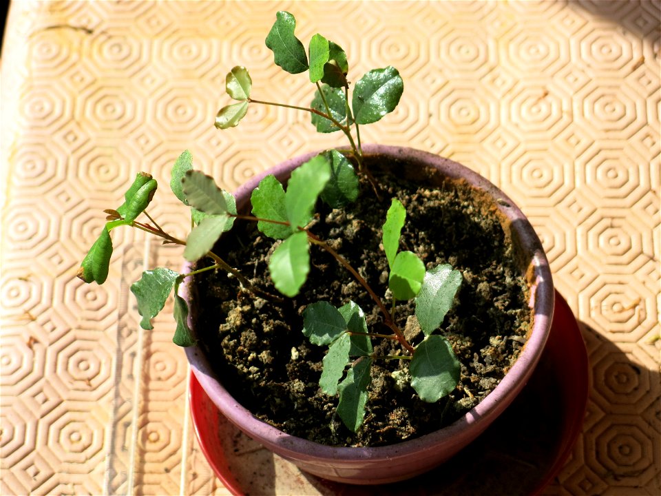 Seedlings of carob (Ceratonia siliqua). Circa one year old.