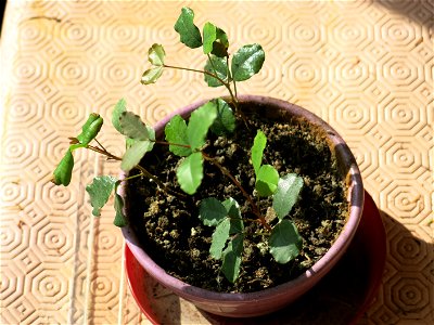 Seedlings of carob (Ceratonia siliqua). Circa one year old.