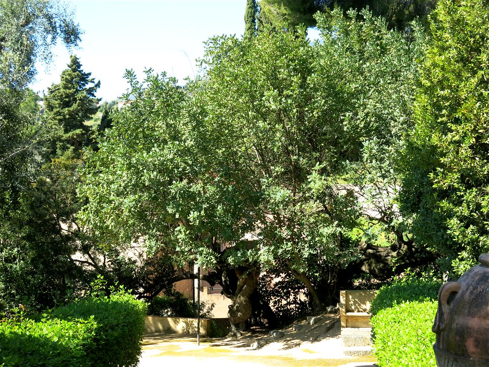 Large carob tree of the domaine des Colombières (Alpes-Maritimes, France).