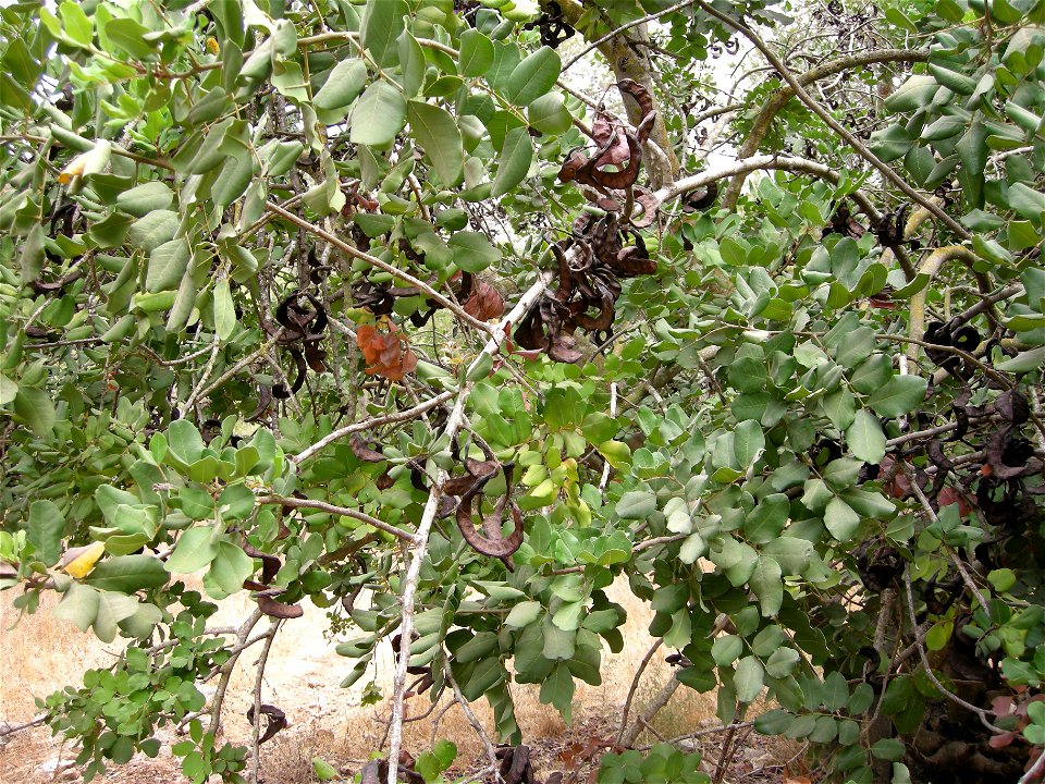 Ceratonia siliqua at Park Afek to Mitzpe Modiin ; about two km after Elaad on Israeli National trail