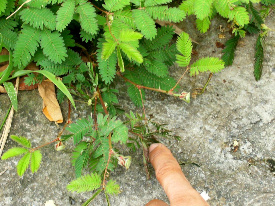 Mimosa pudica (sensitive) sur l'ïle de bali, indonésie