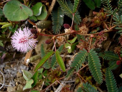 Mimosa pudica du Conservatoire botanique de Mascarin, novembre 2004, La Réunion