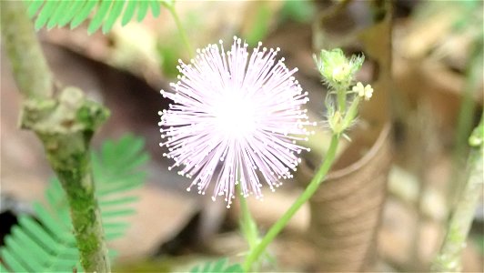 Sensitive Plant (Mimosa pudica)