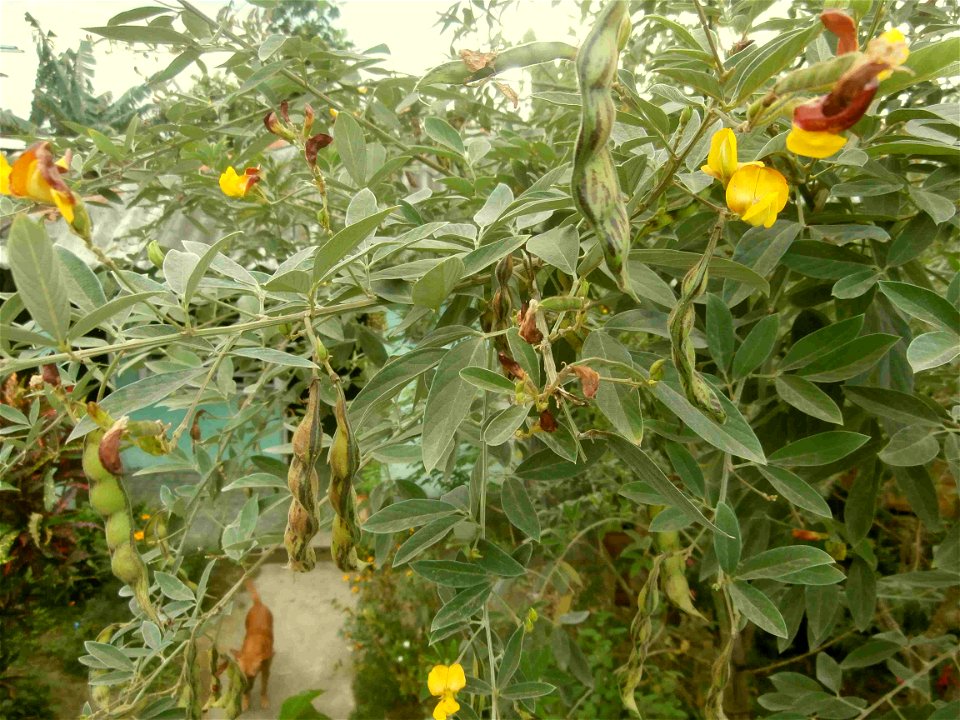 Pigeon-pea, Congo-pea, Red gram, Yellow dhal; in Cabacú/Baracoa, Cuba.