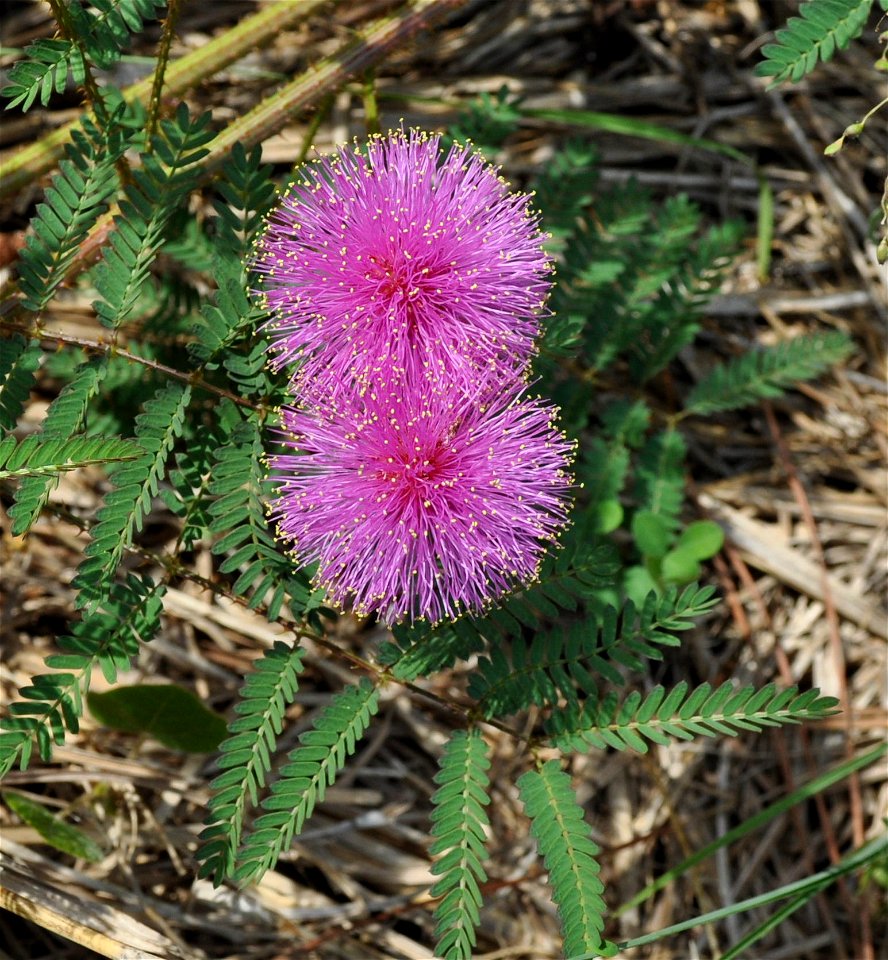 Mimosa pudica growing wild in our woods, here in Mineola, east Texas, I took this picture on May 12th, 2010.