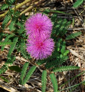 Mimosa pudica growing wild in our woods, here in Mineola, east Texas, I took this picture on May 12th, 2010.