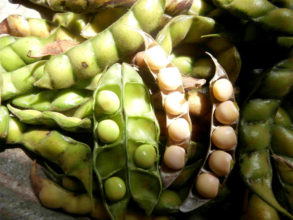 Pigeon pea, Congo-pea, Red gram, Yellow dhal; in Cabacú/Baracoa, Cuba.
