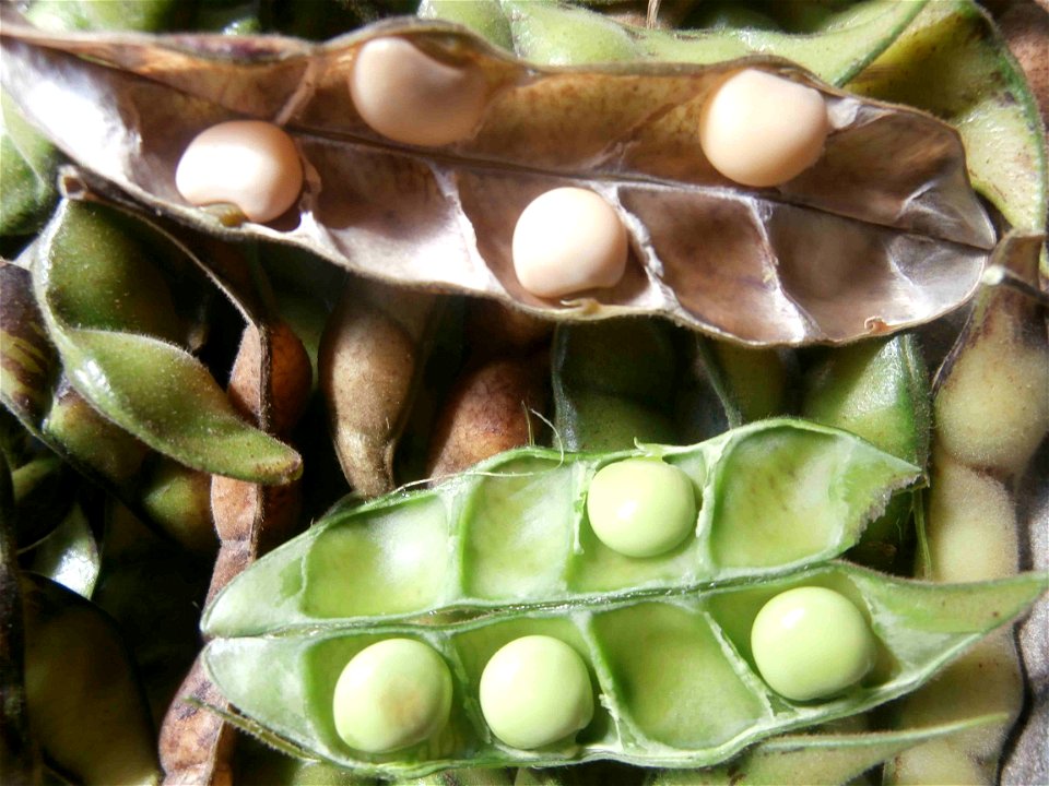 Pigeon peas, Congo-pea, Red gram, Yellow dhal; in Cabacú/Baracoa, Cuba.