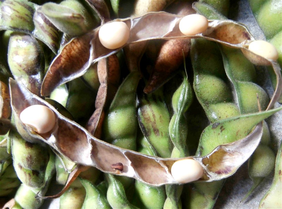 Pigeon peas, Congo-pea, Red gram, Yellow dhal; in Cabacú/Baracoa, Cuba.
