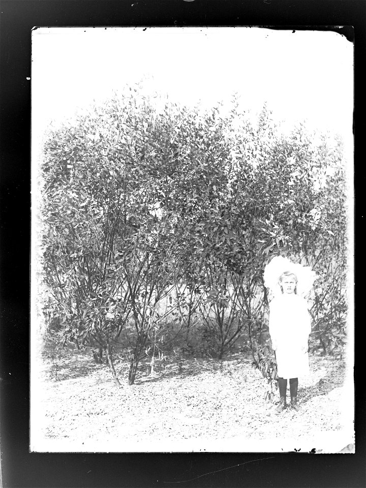 Small girl standing near Dholl crop (pigeon pea),  Botanic Park, Darwin,  Northern Territory