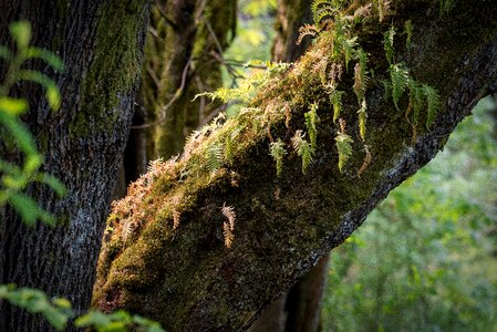 Green lichen ferns