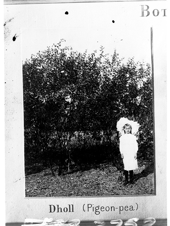 Small girl standing near Dholl crop (pigeon pea) - Botanic Park, Darwin - Northern Territory