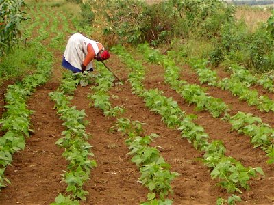 A smallholder hand-weeding a plot of dry beans using a hoe. Hlokozi, KwaZulu-Natal. photo