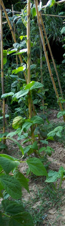 Alubia de faesa (planta).