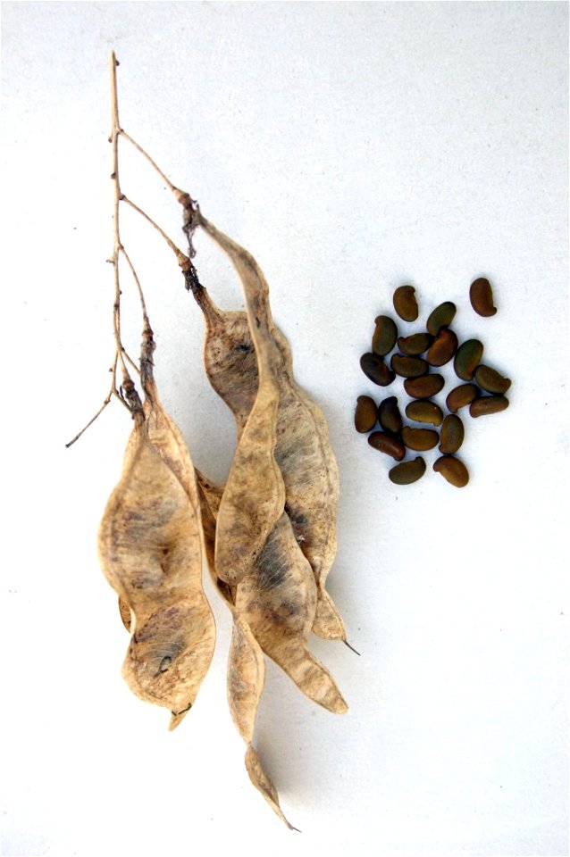 Seed pods and seeds of a Natal laburnum