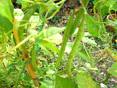 Beans cultivar Perfection in Castelltallat, Catalonia
