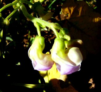 Phaseolus vulgaris flowers, cultivar Contender, Castelltallat, Catalonia