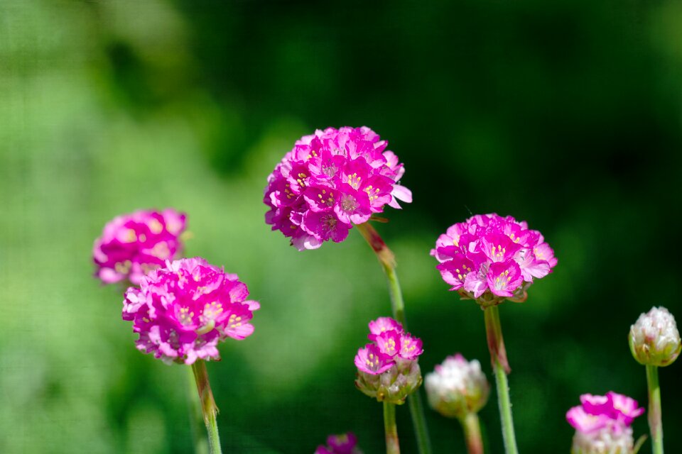 Pink blossoms garden in the garden photo