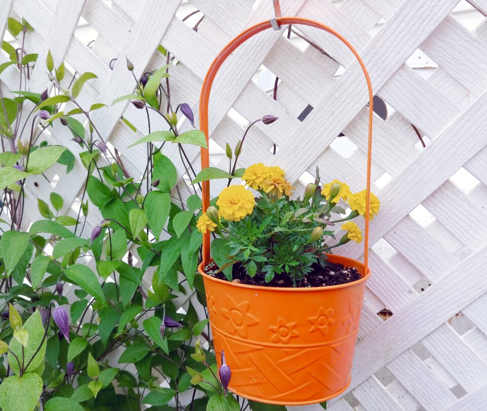 Latticework marigolds gardening