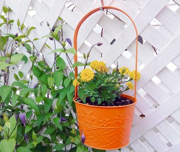 Latticework marigolds gardening photo