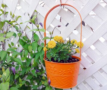 Latticework marigolds gardening