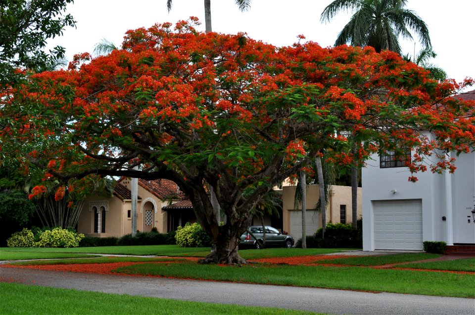 A mature, Coral Gables Royal Poinciana in full bloom.