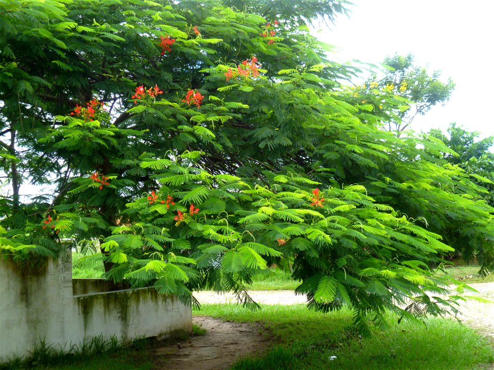 Delonix Regia tree