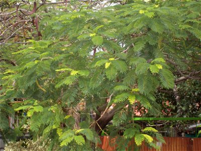 Delonix regia in Mexico photo