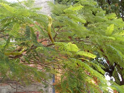 Delonix regia in Mexico photo