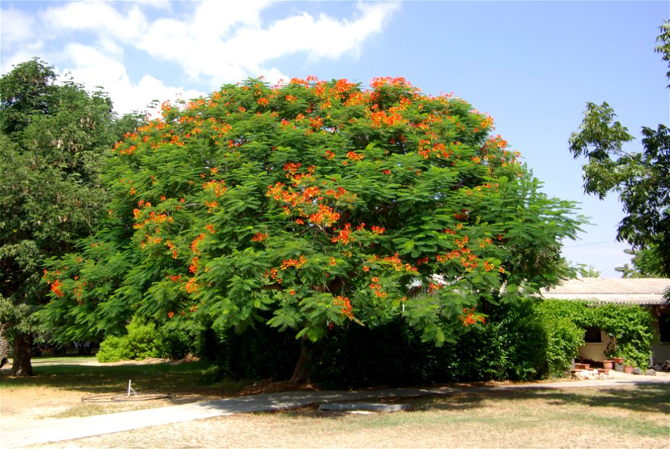 Flammenbaum im Kibbuz Ginnossar in Israel
