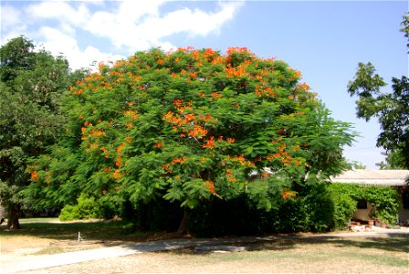Flammenbaum im Kibbuz Ginnossar in Israel