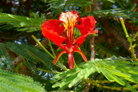 Flammenbaum im Kibbuz Ginnossar in Israel