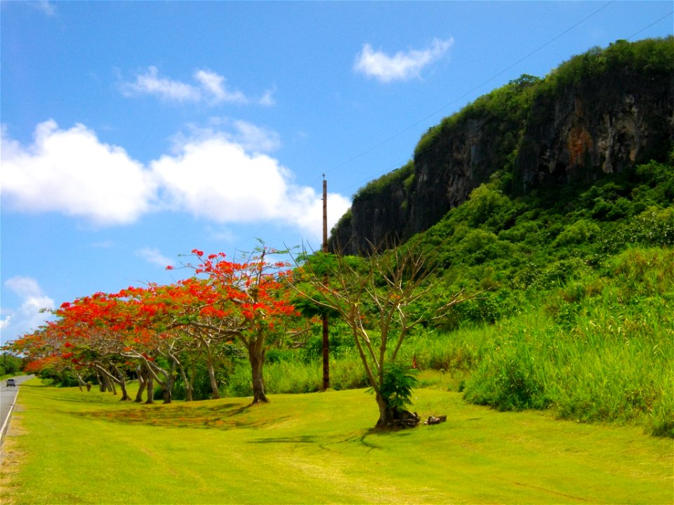 Mount Marpi and flame trees