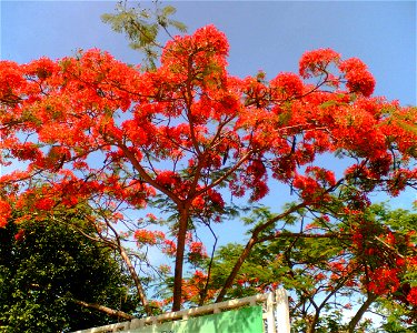 鮮艷的鳳凰木。 photo